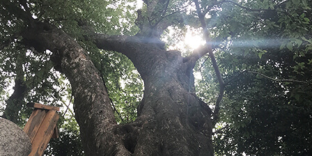 樹齢370年　椋の木